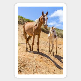 Wild Horse with Foal at Rano Raraku Crater - Rapa Nui - Easter Island Sticker